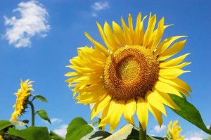 23cfb9e0faf5537e225fdd5568ebd69d